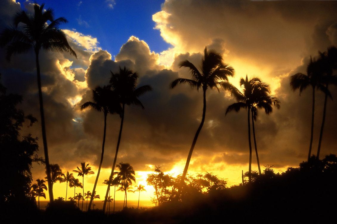 silhouette of palm trees during sunset