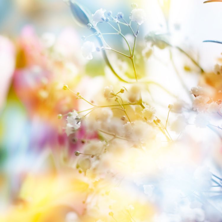 粉红色, 黄色的, 弹簧, 阳光, 矢量图形 壁纸 4000x4000 允许