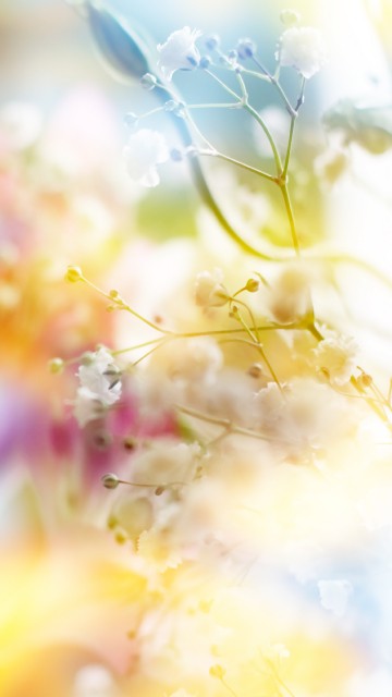 Image yellow and pink flower petals