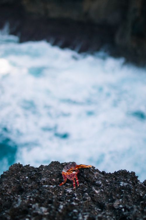 大海, 海洋, 度假, 水道, 海岸 壁纸 3648x5472 允许