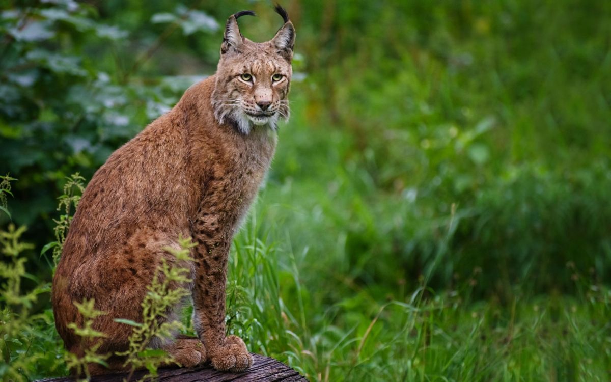 Chat Brun et Noir Sur L'herbe Verte Pendant la Journée. Wallpaper in 1920x1200 Resolution