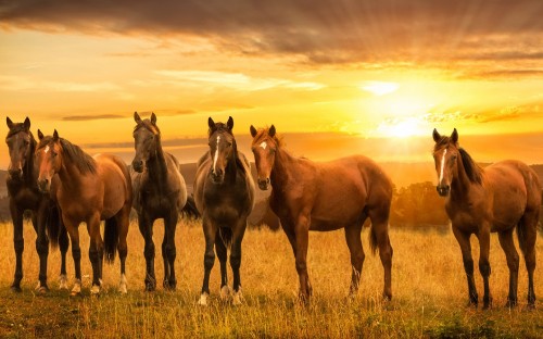 Image horses running on green grass field during sunset