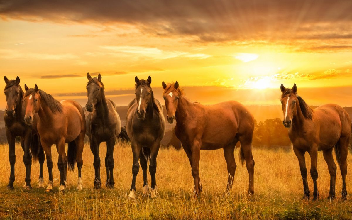 horses running on green grass field during sunset