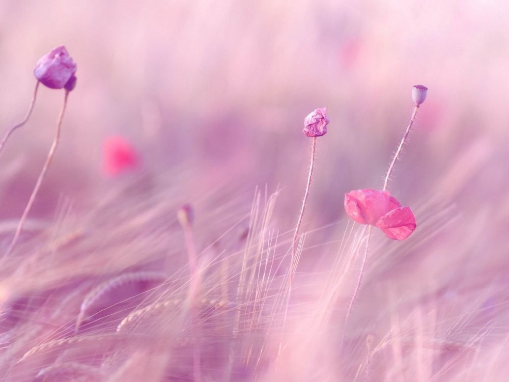 pink flower in macro lens