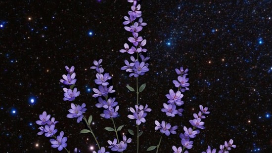 Image geissorhiza, used, create, blog, closing