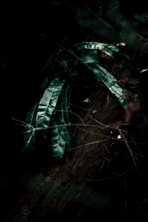 Plante, Feuille, Noir, Obscurité, Green. Wallpaper in 3456x5184 Resolution