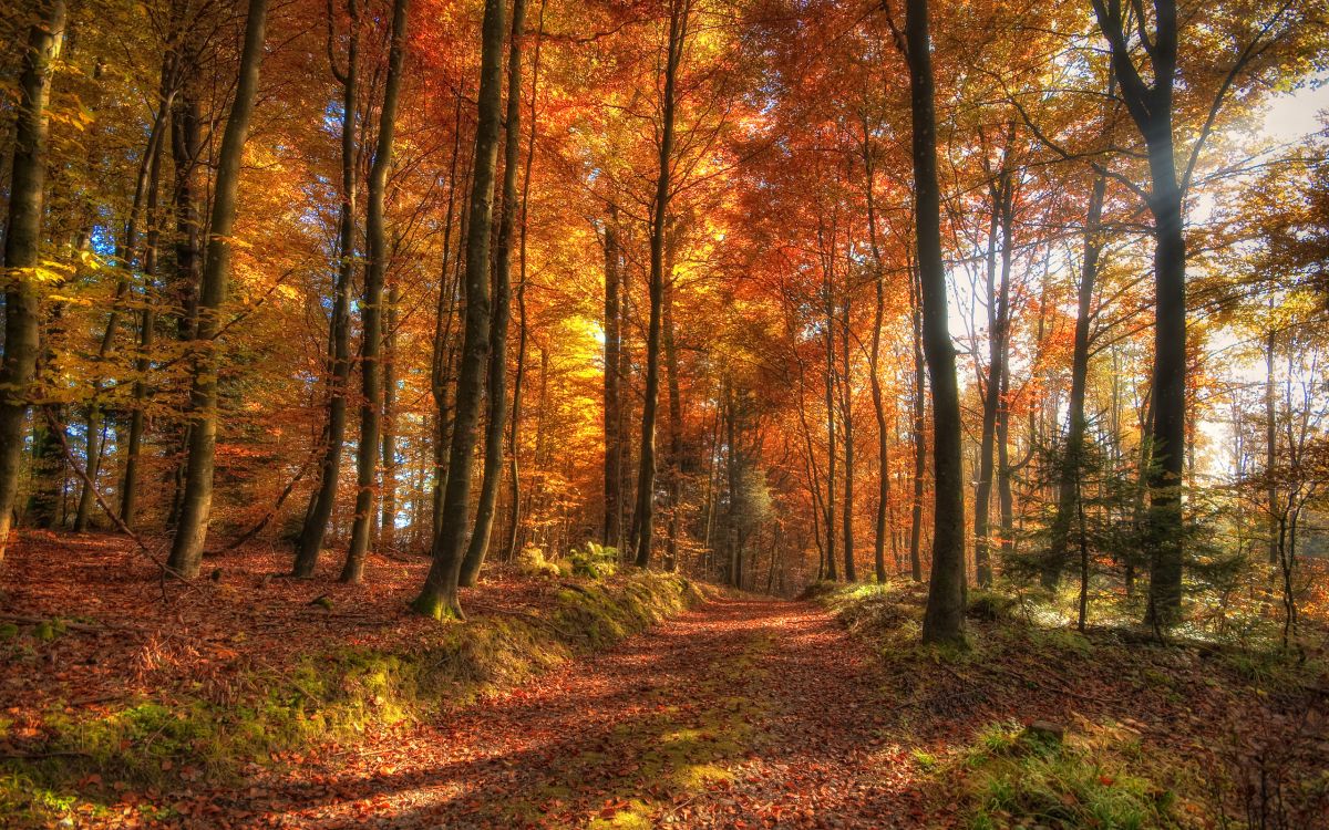 forest, nature, woodland, autumn, deciduous