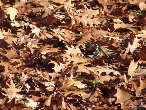 Image brown dried leaves on ground