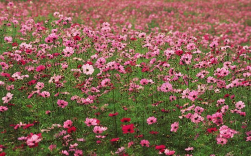 Image pink flowers on green grass field during daytime