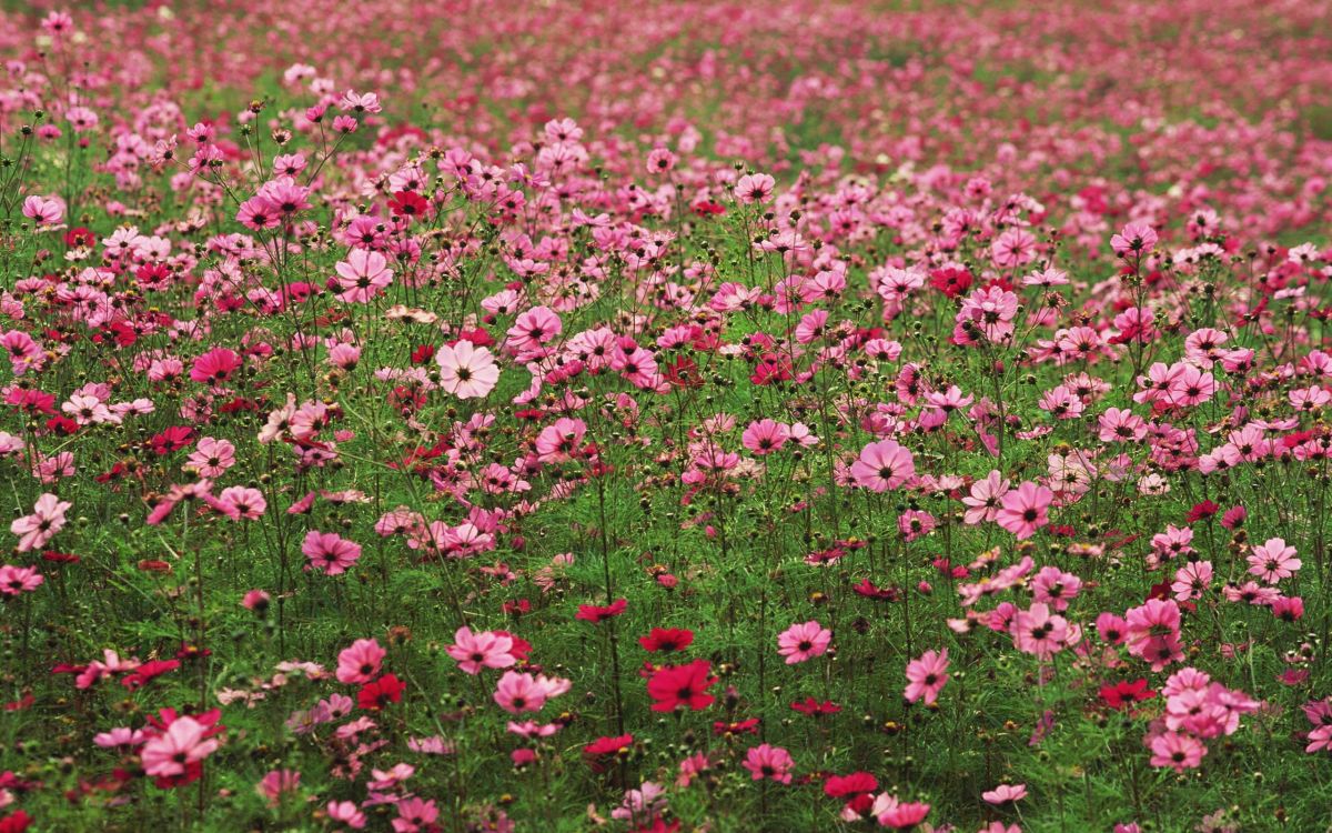 pink flowers on green grass field during daytime