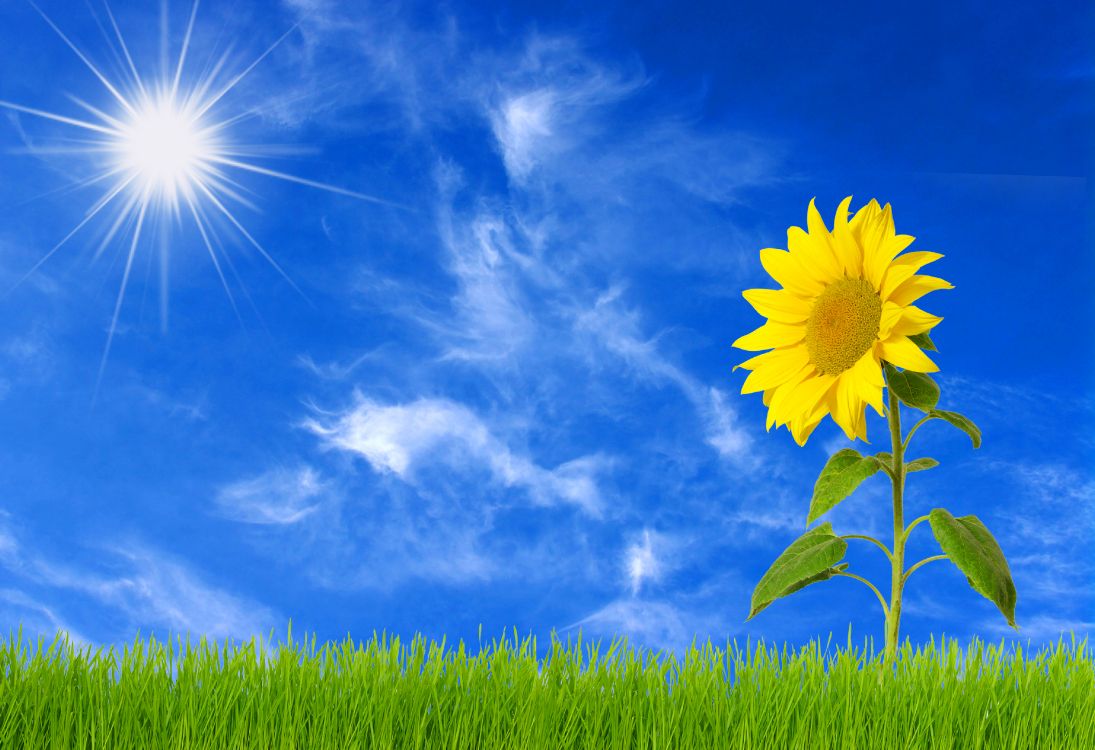 黄色的, 草地上, 一天, 气氛, 阳光 壁纸 4039x2766 允许