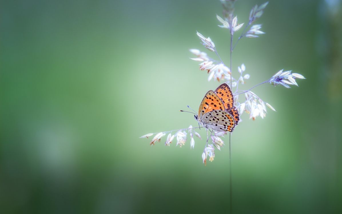 Orange Und Schwarzer Schmetterling Thront Auf Weißer Blume in Nahaufnahme Während Des Tages. Wallpaper in 2048x1284 Resolution