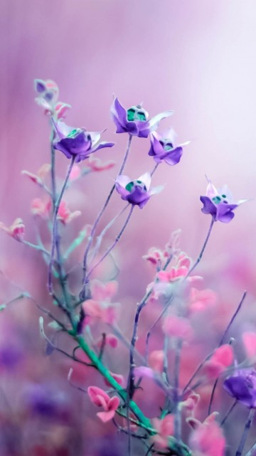 Image purple flowers in tilt shift lens