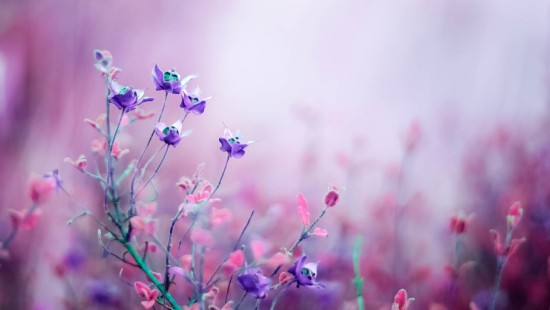 Image purple flowers in tilt shift lens
