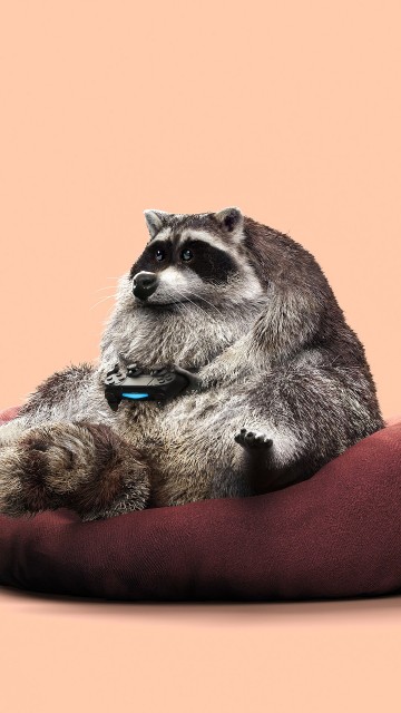 Image gray and white long coated small sized dog on red cushion