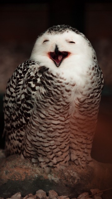 Image white and black owl on brown wooden surface