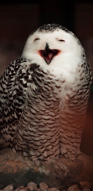 Image white and black owl on brown wooden surface