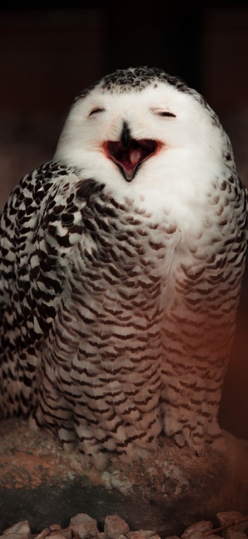Image white and black owl on brown wooden surface