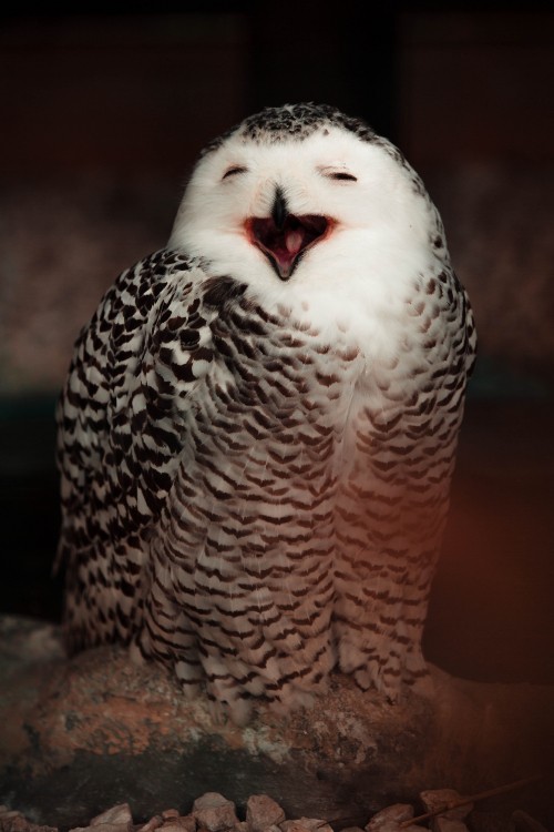 Image white and black owl on brown wooden surface