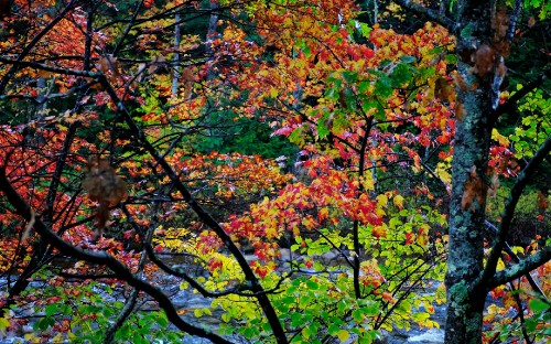 Image brown and green leaves tree