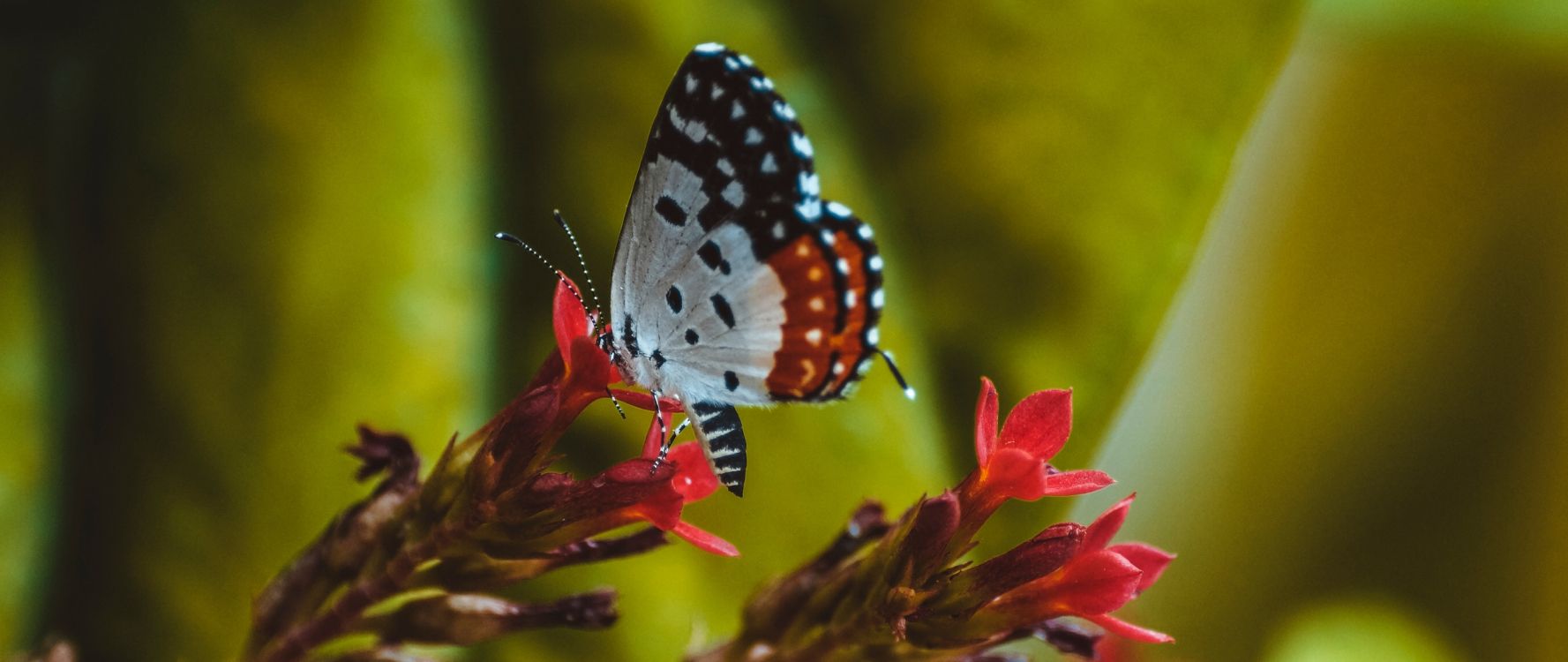 昆虫, 飞蛾和蝴蝶, Lycaenid, 花蜜, 装饰品 壁纸 2560x1080 允许