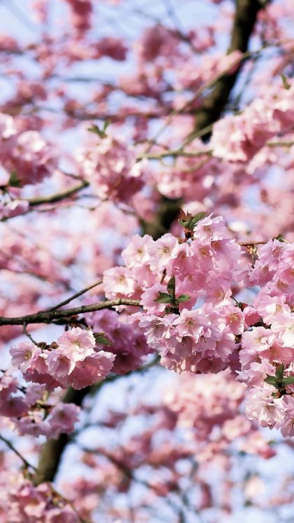 Historia de Las Flores de Cerezo, National Cherry Blossom Festival, Cerezo, Temporada de Flor de Cerezo, Pétalo. Wallpaper in 1080x1920 Resolution
