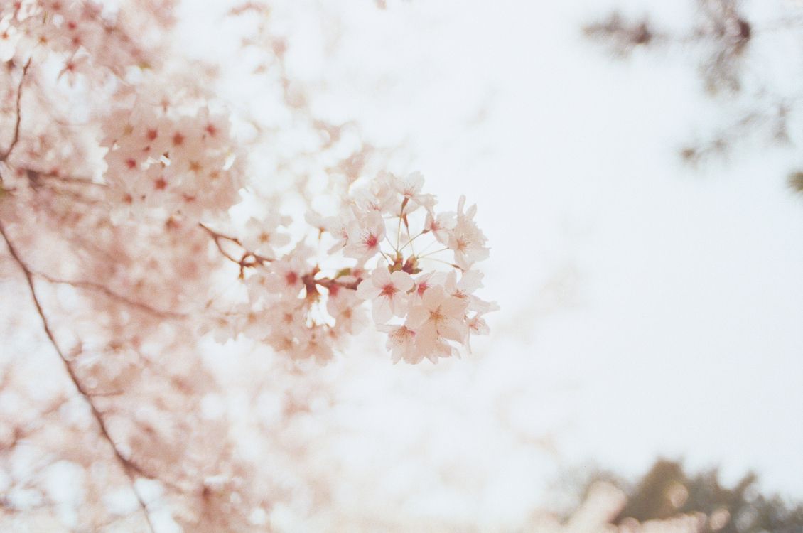 弹簧 粉红色 樱花 款冬白色背景上的技术 天空高清壁纸 花卉图片 桌面背景和图片