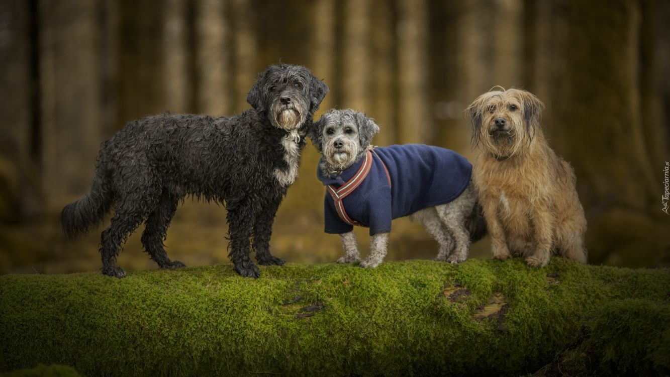 Baum, Hund, Hunderasse, Rasse, Hund Wie Säugetier. Wallpaper in 2048x1152 Resolution