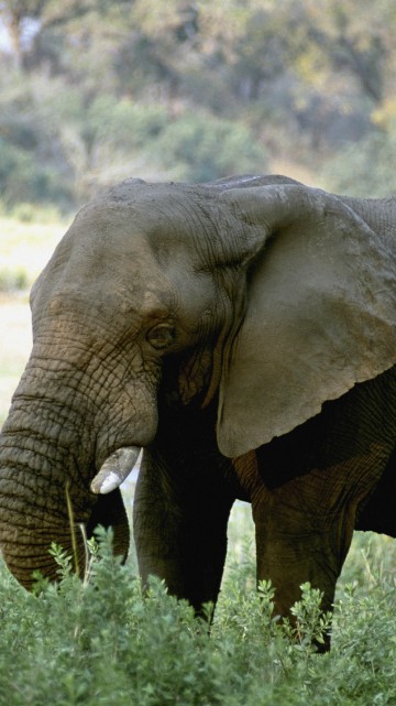 Image elephant walking on green grass during daytime