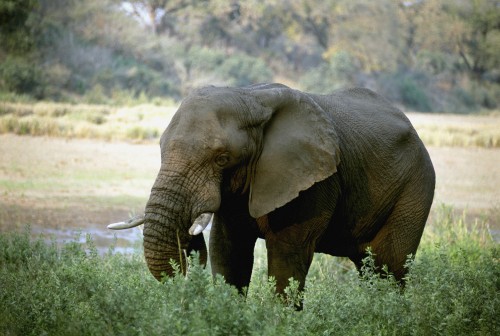 Image elephant walking on green grass during daytime