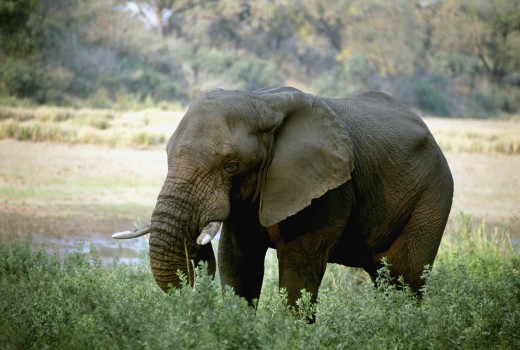 Wallpaper Elephant Walking on Green Grass During Daytime, Background ...