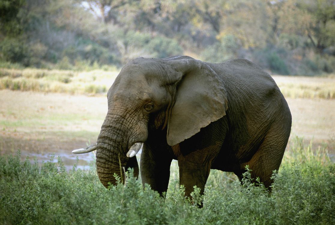 獠牙, 陆地动物, 野生动物, 大象和猛犸象, 印度大象 壁纸 4997x3358 允许