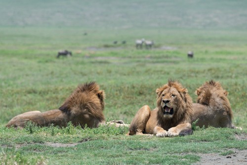 Image wildlife, lion, east african lion, natural environment, masai lion