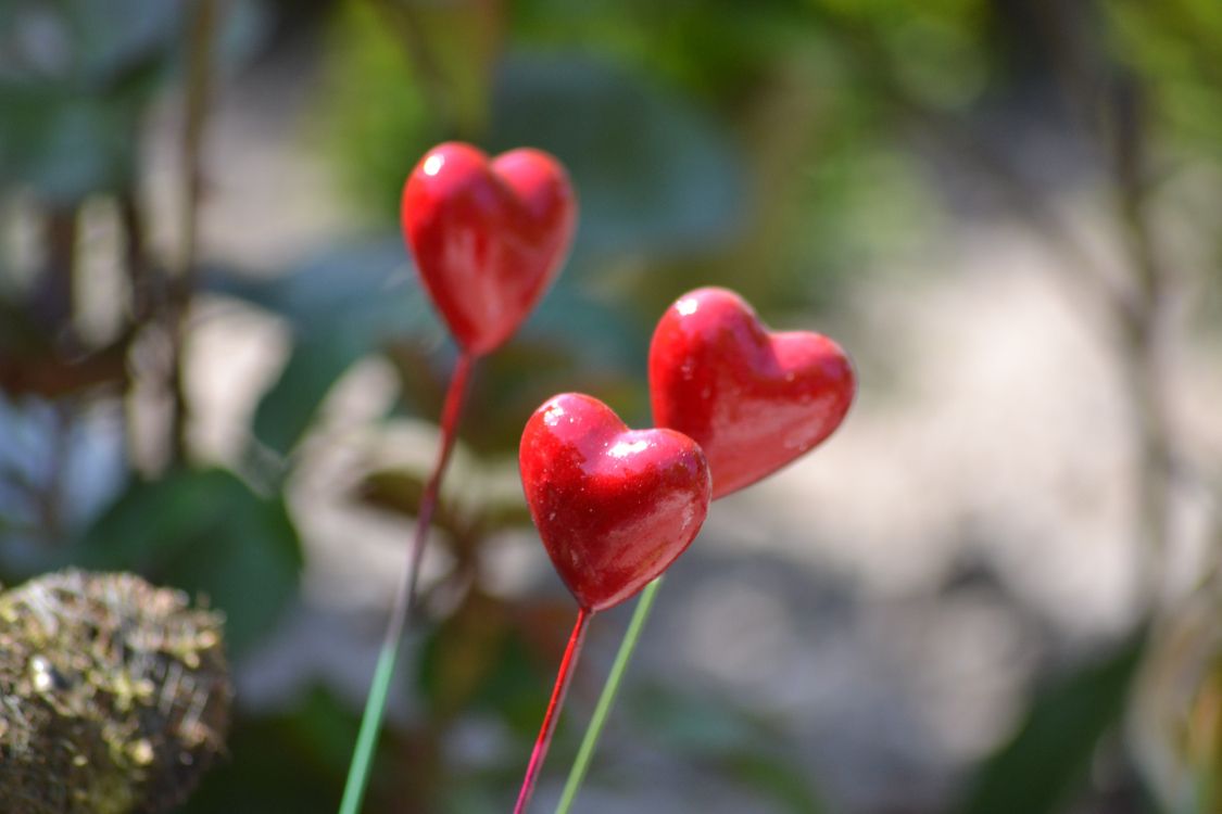 Pflanzen-Stammzellen, Blatt, Frühjahr, Blütenblatt, Herzen. Wallpaper in 4608x3072 Resolution