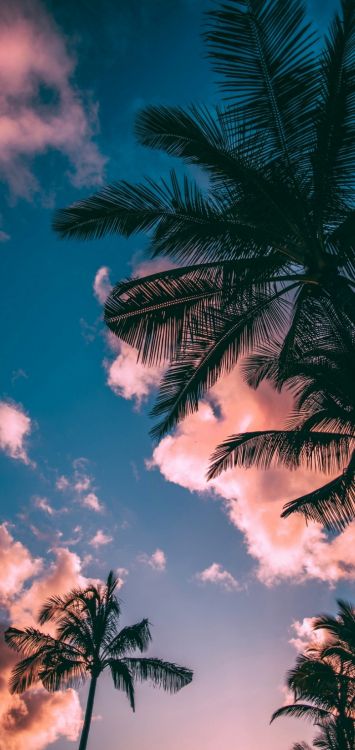 Palm Trees, Cloud, Atmosphere, Light, Leaf. Wallpaper in 720x1520 Resolution