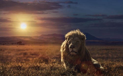 Image lion on green grass field during daytime