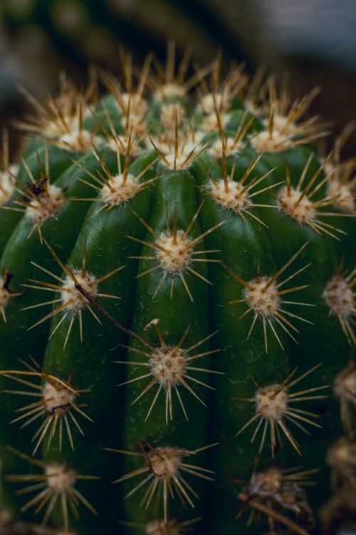 Cactus Verde en Fotografía de Cerca. Wallpaper in 4000x6000 Resolution