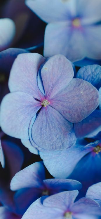 in Bloom 2024 Vocal-Dance-Mix, Stimmtrance, Stolen, Soundcloud, Immer Ein Narr. Wallpaper in 1080x2340 Resolution