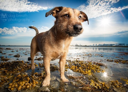 Image brown short coat medium dog on seashore