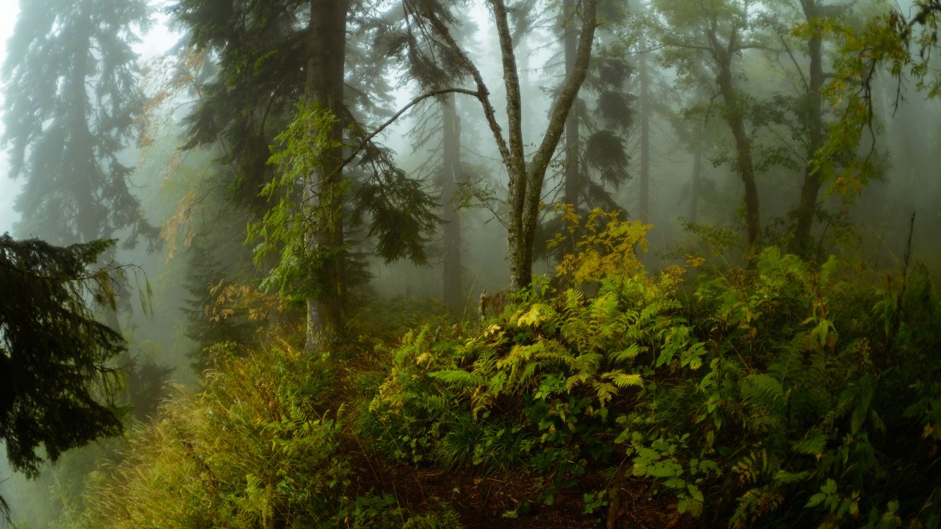 Plantes Vertes et Arbres Couverts de Brouillard. Wallpaper in 3008x1692 Resolution