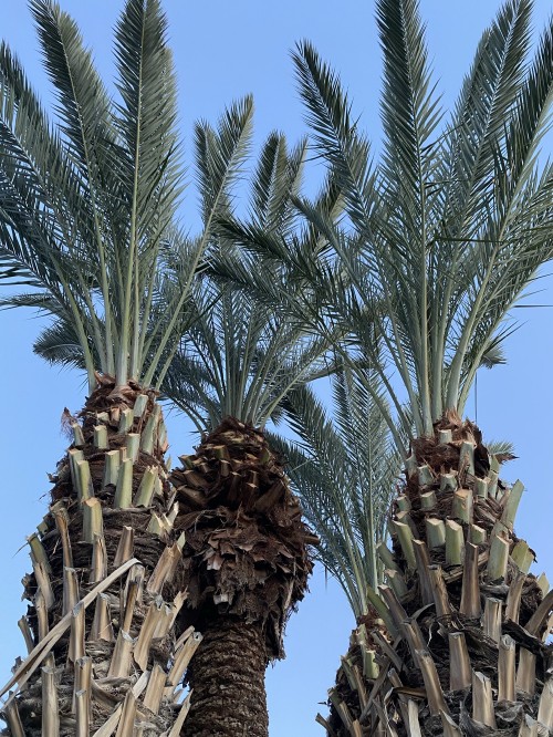 Image plant, Date palm, palm trees, biology, science