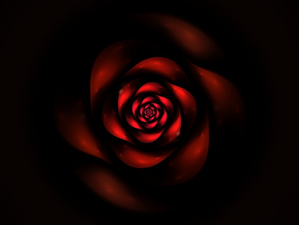 红色的, 玫瑰花园, 玫瑰家庭, 关闭了, 螺旋M 壁纸 3200x2402 允许