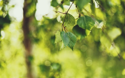 Image green leaf in tilt shift lens