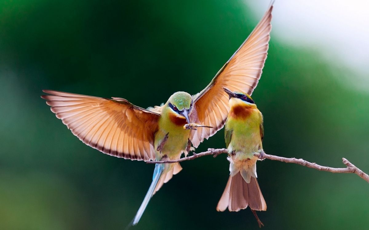 鸟, 翼, Coraciiformes, 野生动物, 蜂鸟 壁纸 2560x1600 允许