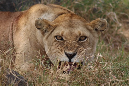 Image brown lioness lying on green grass during daytime