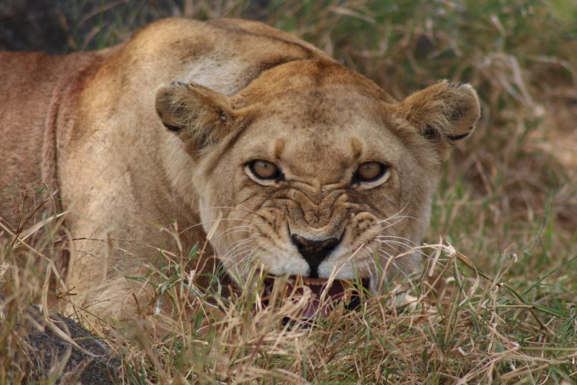 brown lioness lying on green grass during daytime