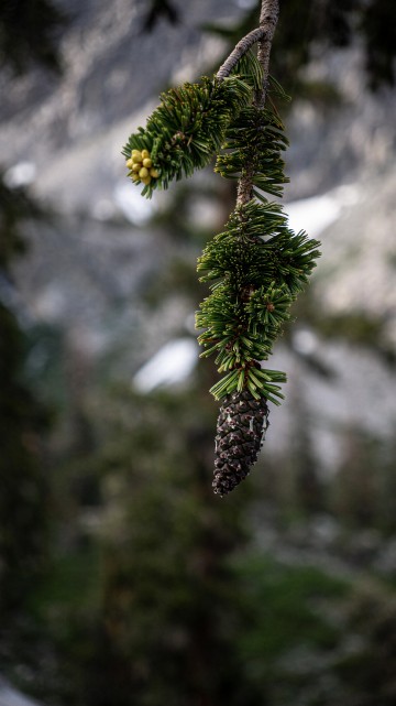 Image flower, pinus balfouriana, shortleaf pine, loblolly pine, longleaf pine