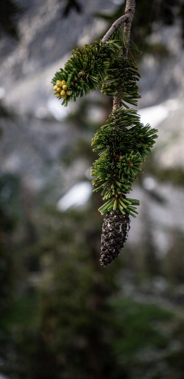 Image flower, pinus balfouriana, shortleaf pine, loblolly pine, longleaf pine