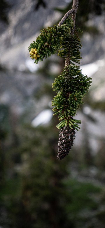 Image flower, pinus balfouriana, shortleaf pine, loblolly pine, longleaf pine