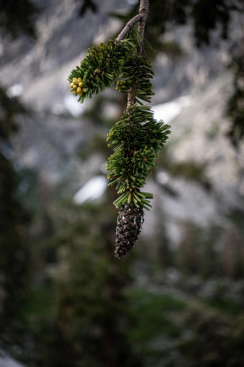 Image flower, pinus balfouriana, shortleaf pine, loblolly pine, longleaf pine